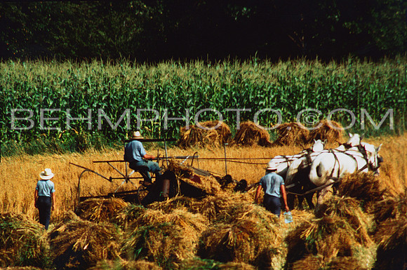 Amish Harvest
