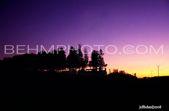 Purple, Gold and Cedars