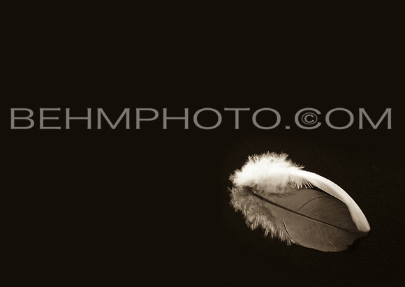 Feather