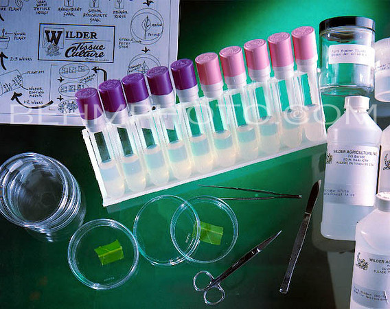 Wilder Products