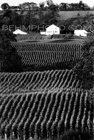 Amish Corn Field