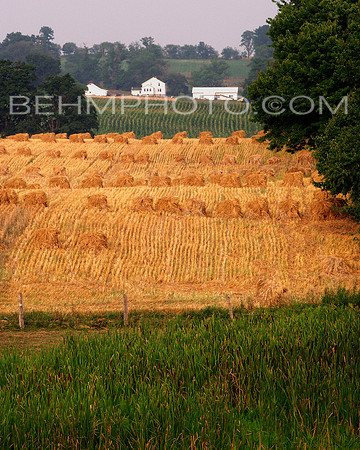 Amish Oat Harvest, Volant, PA 2
