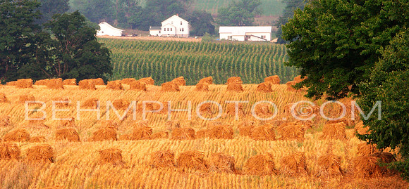 Amish Oat Harvest, Volant, PA